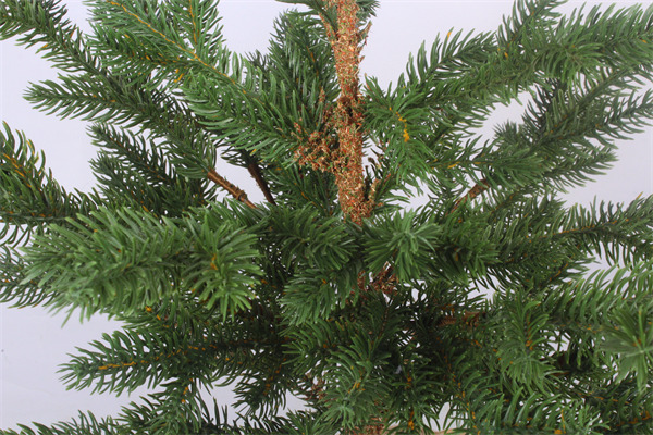 Cederbomen voor kerstgroene afwerking