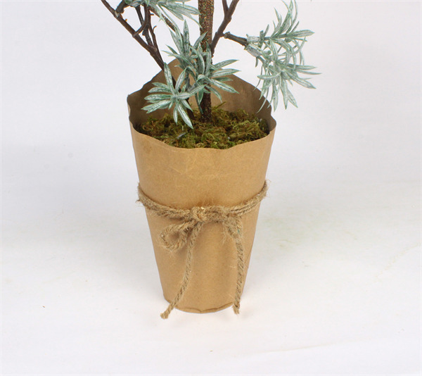 Cederkerstbomen in Paper Pot