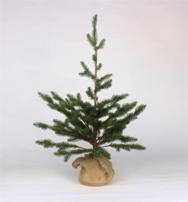 Cederbomen voor kerstgroene afwerking